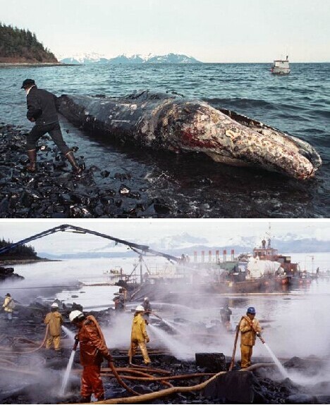 图27. 石油泄漏不仅仅污染大海和海岸线,还会造成无数鱼类、海鸟等死亡。